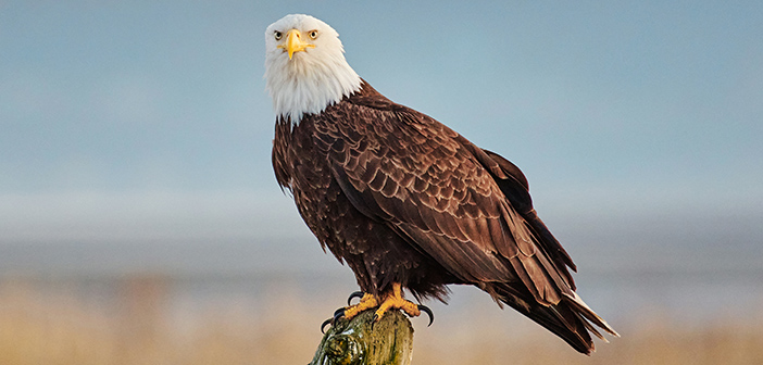 Massachusetts confirms a second bald eagle has died from rodent poison