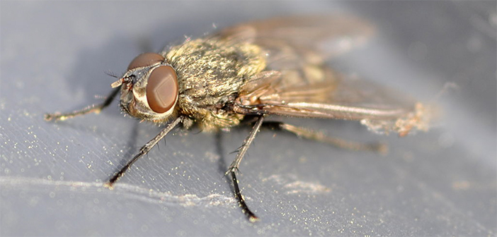 Principles of cluster fly pest control webinar