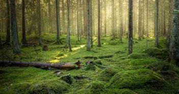 Consultation launched to protect plants from harmful pests and diseases