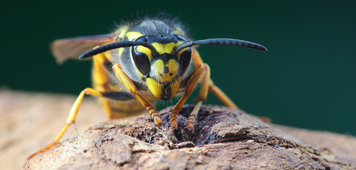 Rentokil sees 83% increase in wasp callouts in Ireland