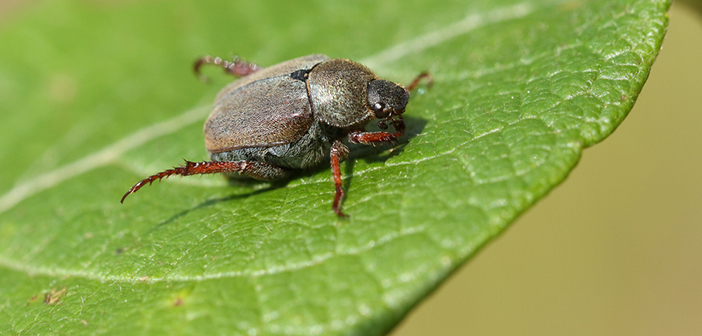 Trial sites needed to help in fight against the Garden Chafer