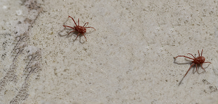 BPCA calls on householders to act fast on Red Spider Mites
