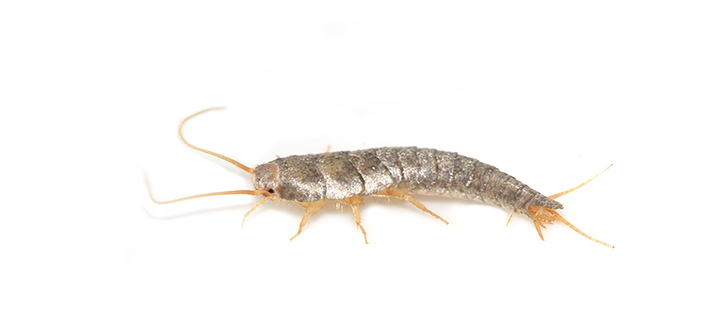 Rentokil warns over surge in Silverfish