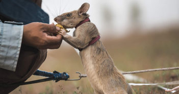 Magawa, the famous mine-clearing rat, dies aged eight