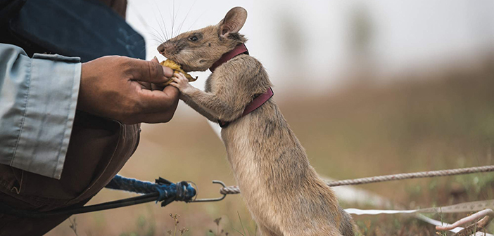 Magawa, the famous mine-clearing rat, dies aged eight