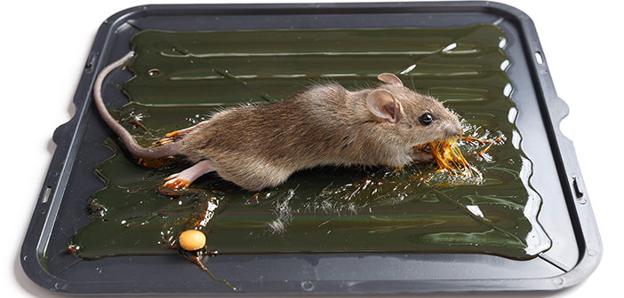 https://www.pestmagazine.co.uk/wp-content/uploads/2022/01/Mouse-on-glue-board-702x336.jpg