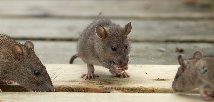 BPCA to host webinar on the hierarchy of rodent control