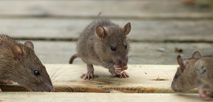 Rise in pest control enforcement in Glasgow restaurants