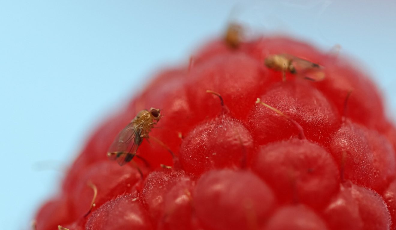 More effective product now available to help with fruit fly menace