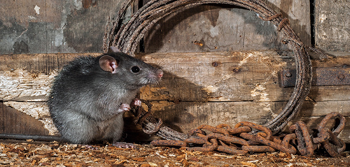 Survey launched into rat activity on UK farms