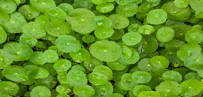 ‘Wonder Weevil’ released in fight against invasive floating pennywort