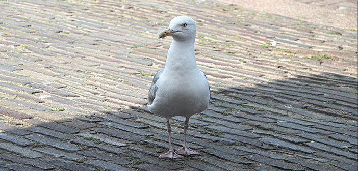 BPCA urges householders and businesses to seek professional advice if birds are becoming a problem