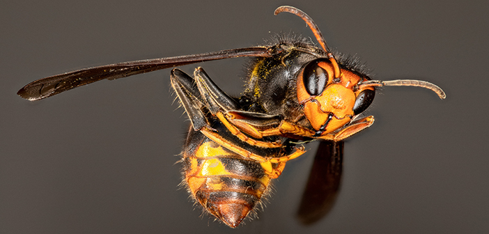 New Asian hornet identification guidance out now