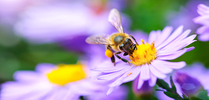 Brits urged not to kill flies, wasps and bees this summer amid declining populations