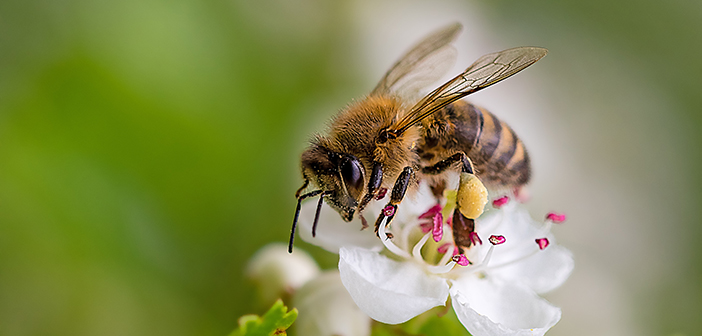 Bees’ Needs Week buzzes into action