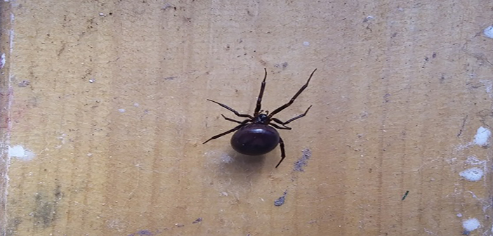 False widow spiders on the increase in London and Essex