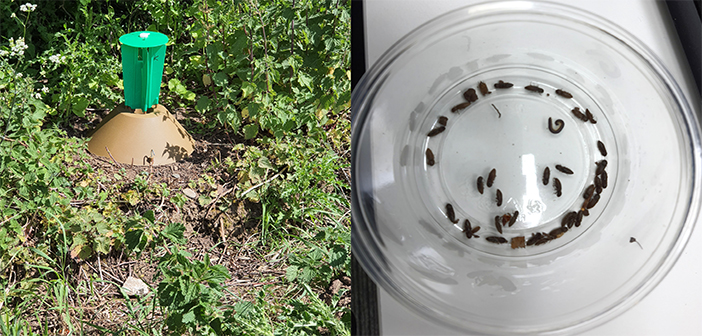 Positive news for farmers affected by lined click beetle