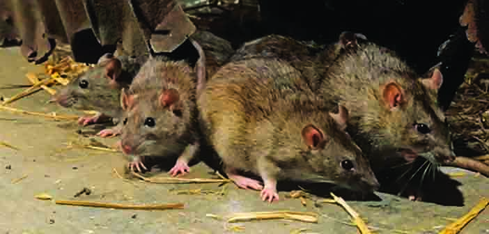Research reveals farmers aren’t aware of rodenticide resistance on UK farms
