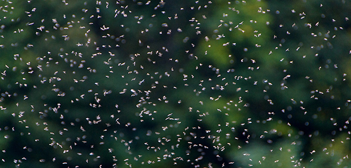 Rentokil issues warning for flies this summer in Ireland