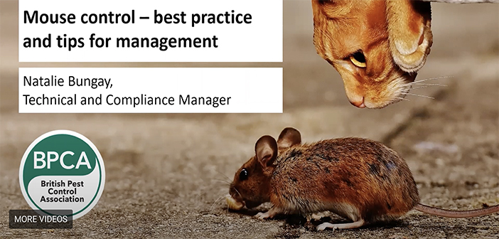 Mouse control best practice and tips for management