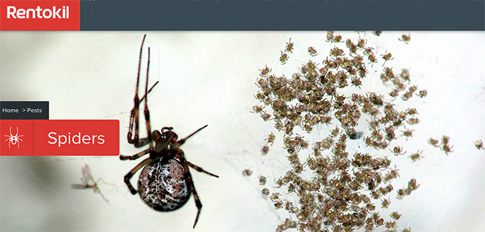 Rentokil Ireland issues top tips for householders as spiders move indoors