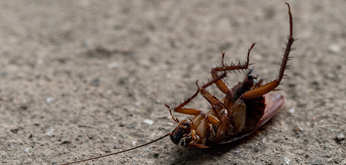 Scientists build cockroach killing laser