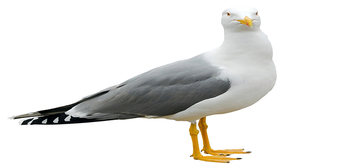 Worcester City Council increases budget to control gull numbers by £35,000