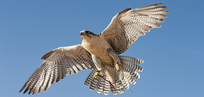 Orkin to attend Falconry festival races