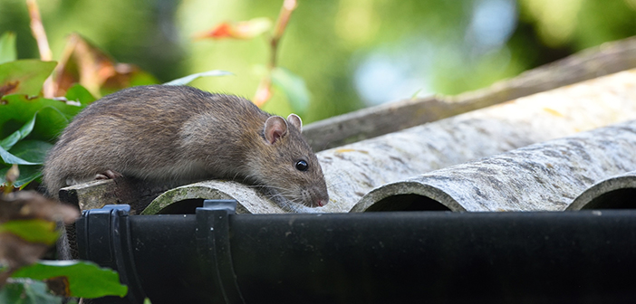 Time to team up against ‘super rats’ says BPCA