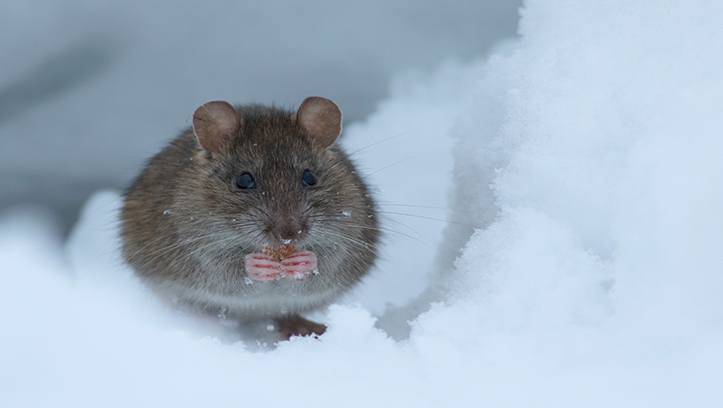 BPCA advises householders to think twice before tackling winter rats