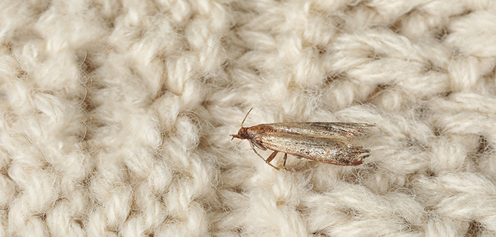 National Trust says clothes moths in retreat at its properties
