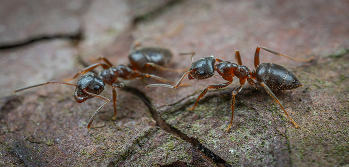 Prevent and treat ant infestations this summer
