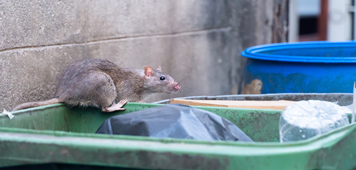 Pest controller says public to blame for giant ‘super rats’