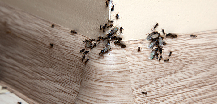 Vergo’s top tips to prevent ant infestations