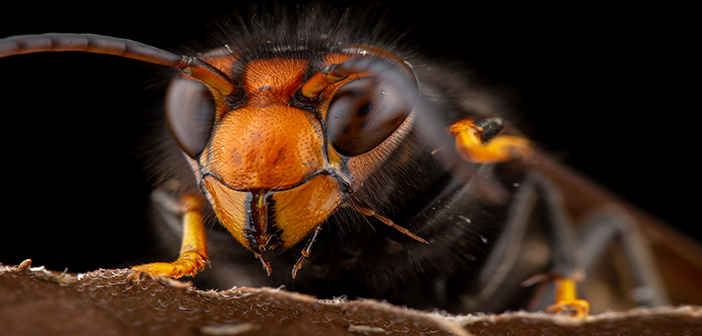 Asian hornets spotted in Kent and Dorset