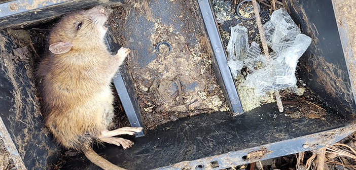 Case Study – Freeing a pig farm of a severe rodent infestation in just 10 days