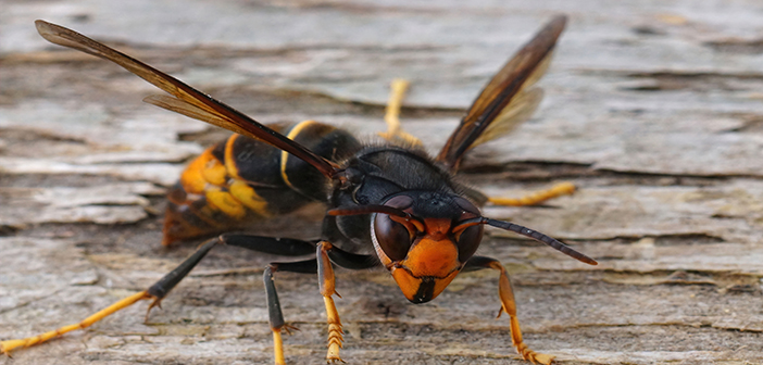 Confirmed Asian hornet nest discovered in Dover