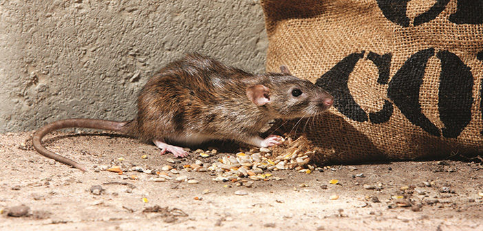 Research reveals UK farms are plagued by rodent problems