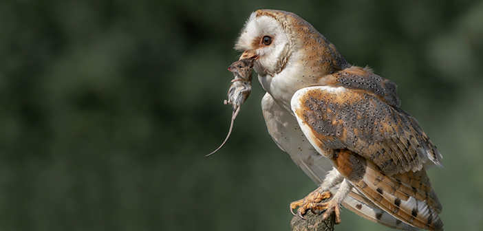 Twelve years of monitoring barn owl breeding by CRRU UK
