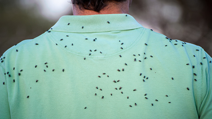 Rentokil warns of fly infestations attracted by wet summer and waste collection disruptions