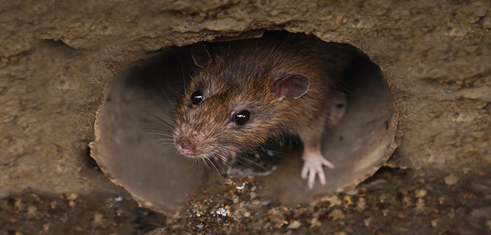BPCA to focus on rat control and drains in new webinar