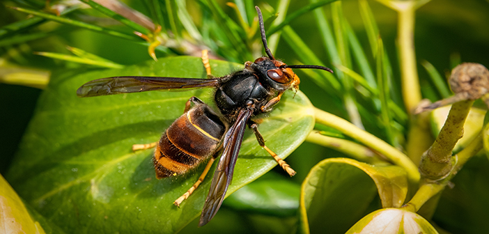 Warning as Asian hornets nest found in Yorkshire
