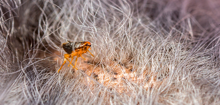 Rentokil Pest Control sees year-on-year flea enquiries jump 47%
