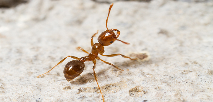 The red fire ant is now established in Europe and could reach the UK