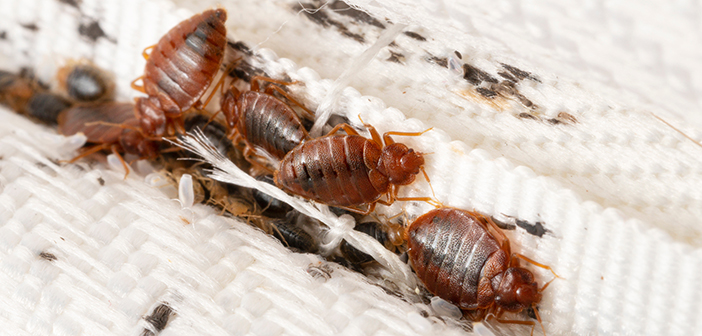Rentokil reports bed bug enquiries are on the rise in UK