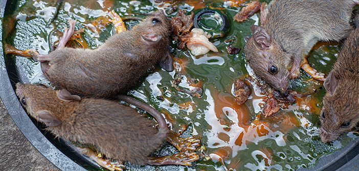 Welsh pest controllers hit out at the ban of glue boards from October 17