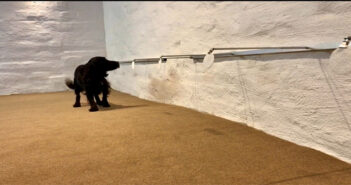 Rentokil Pest Control launches Bed Bug Dog Detect