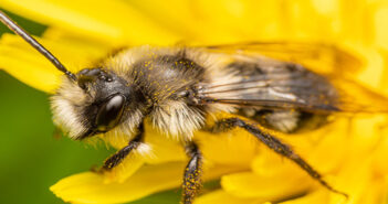Discover the world of pollinators and beneficial insects with BASIS