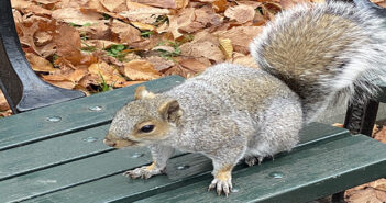 Conservation charity warns of need for joined-up approach and a fast-track to effective grey squirrel controls
