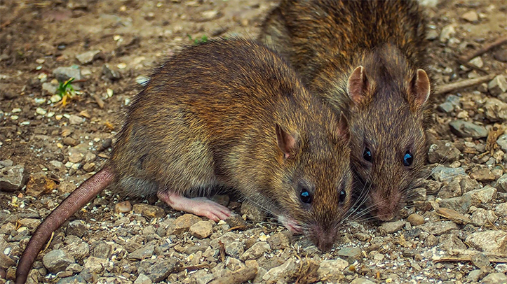 Pest controllers report autumn surge in rat activity across the UK